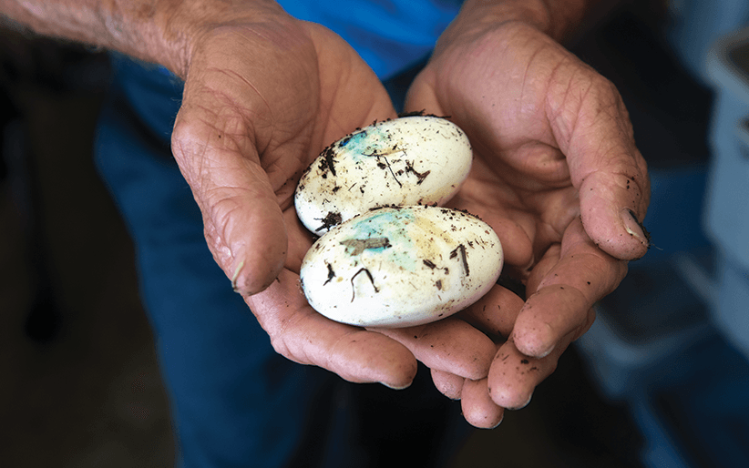 Jerry Savoie Alligator Eggs